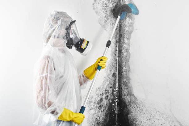 Trusted Batavia, NY Mold Removal Experts